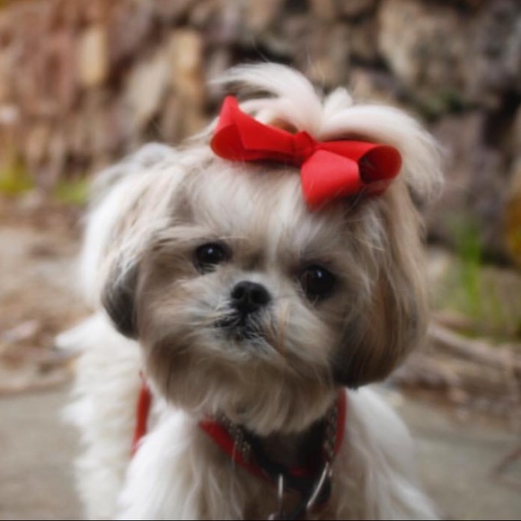 Meet your Posher, Lauren - Picture 1 of 1